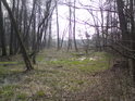 Alba zásobuje mokřad v lese mezi Petrovicemi nad Orlicí a Týništěm nad Orlicí